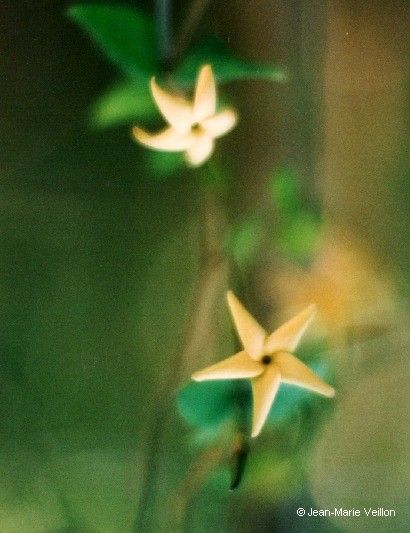 Atractocarpus longistipitatus flower