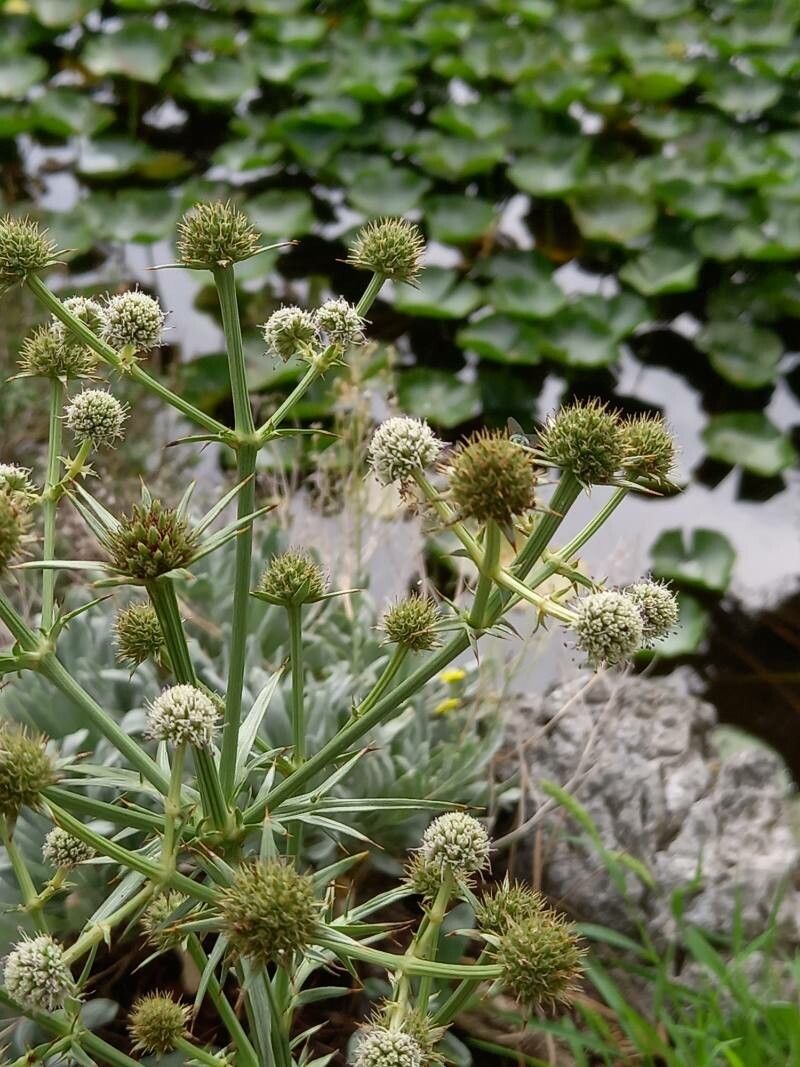 Eryngium venustum flower
