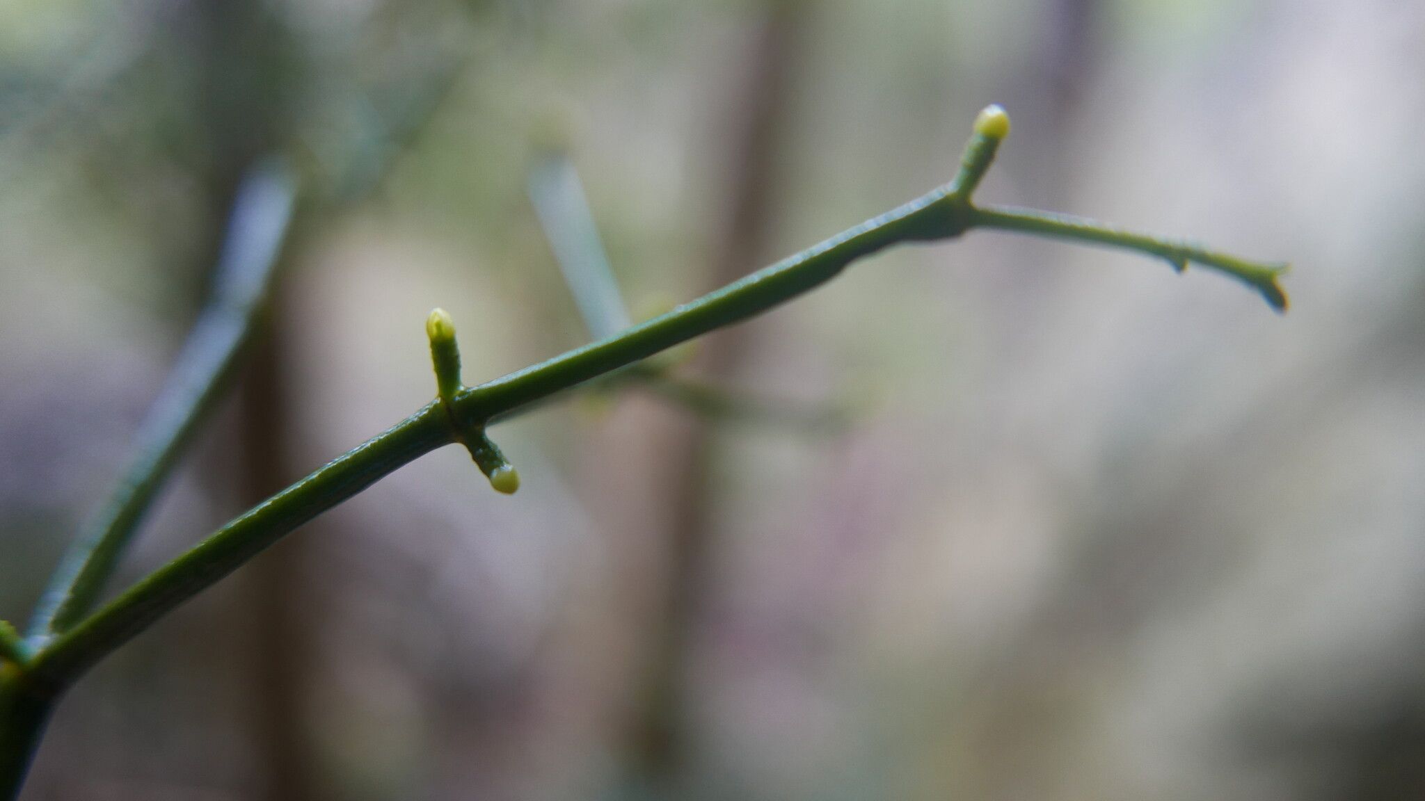 Viscum trachycarpum — houseplant care guide