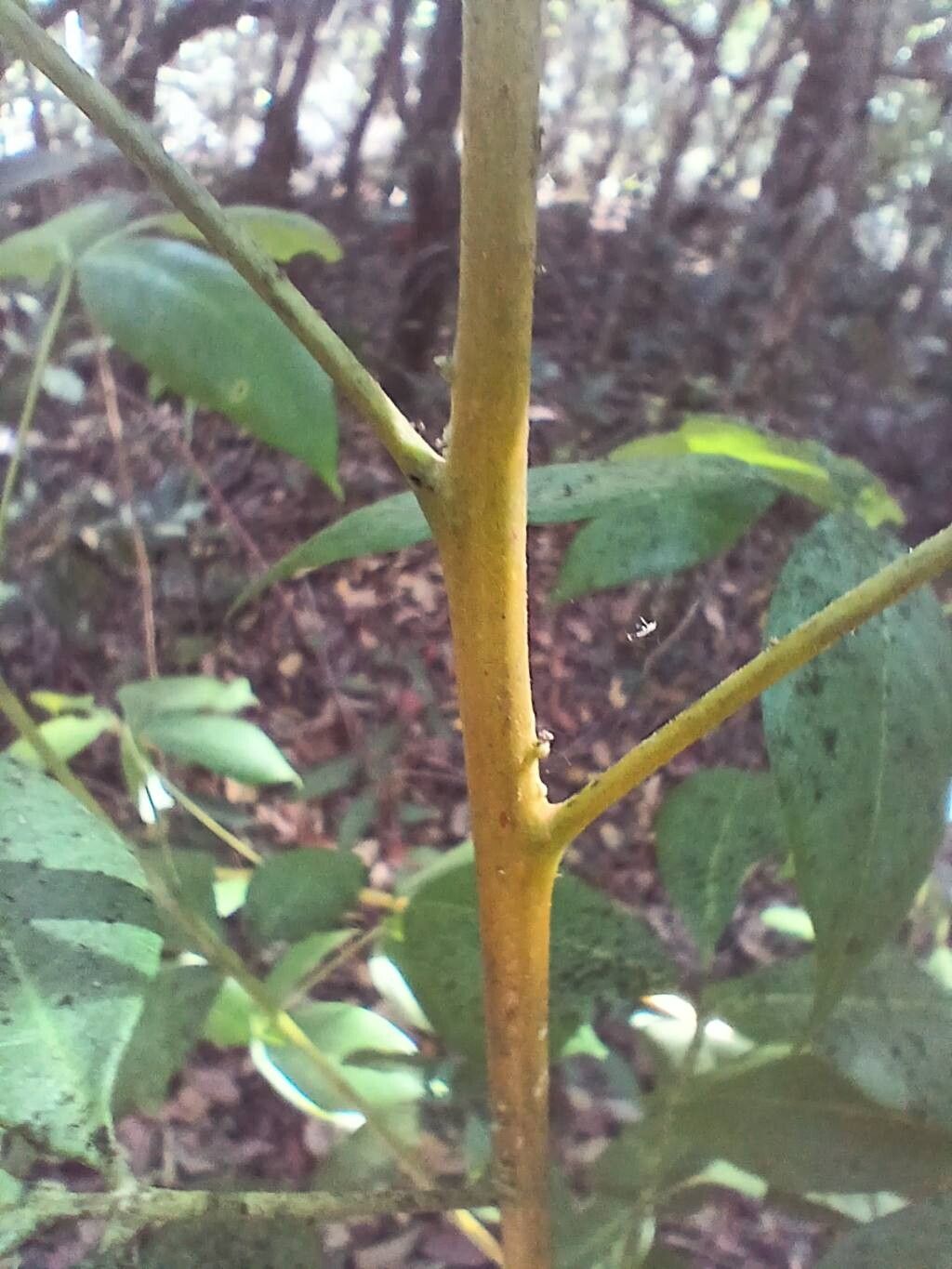 Serjania lethalis bark