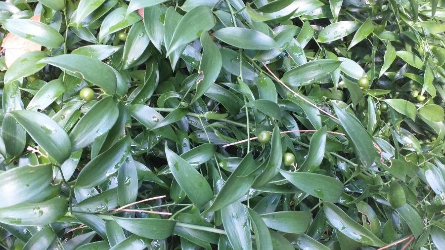 Asparagus asparagoides flower