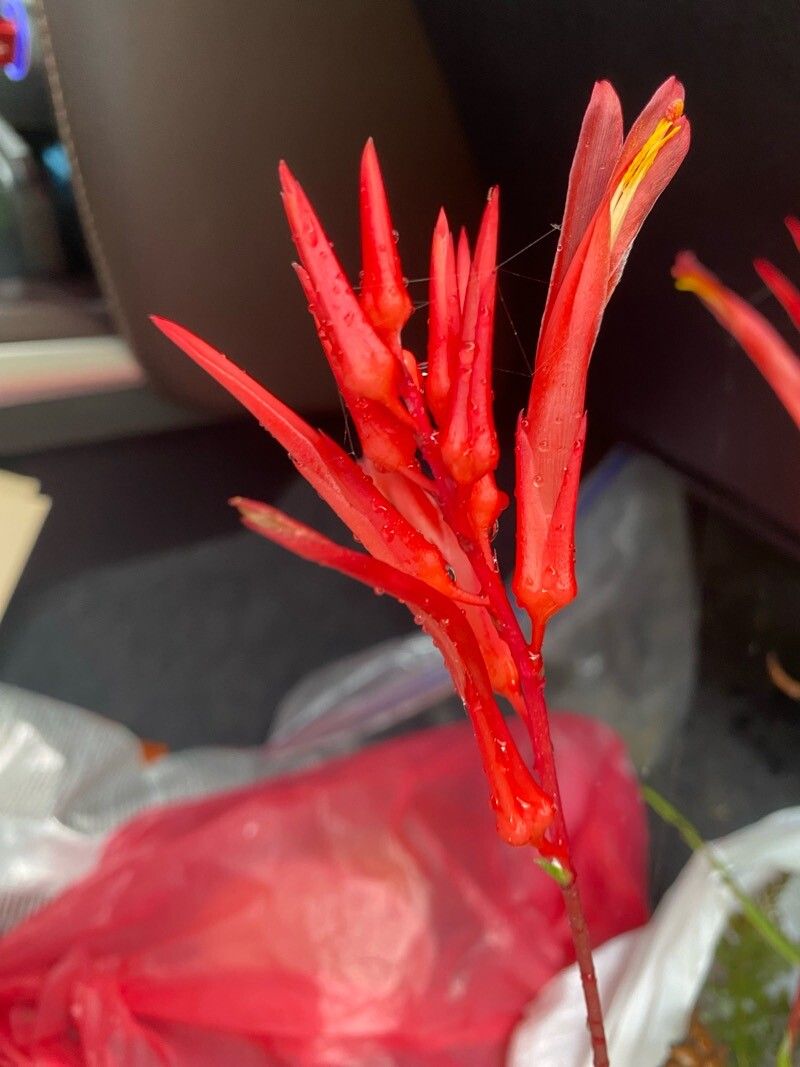 Pitcairnia domingensis flower