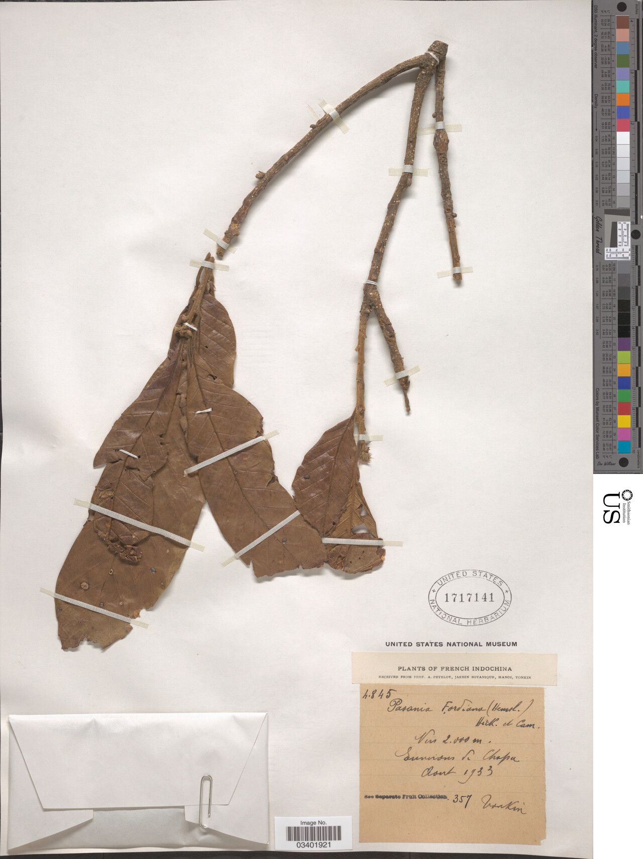 Lithocarpus fordianus — houseplant care guide