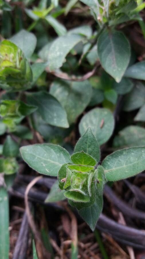 Blechum pyramidatum leaf