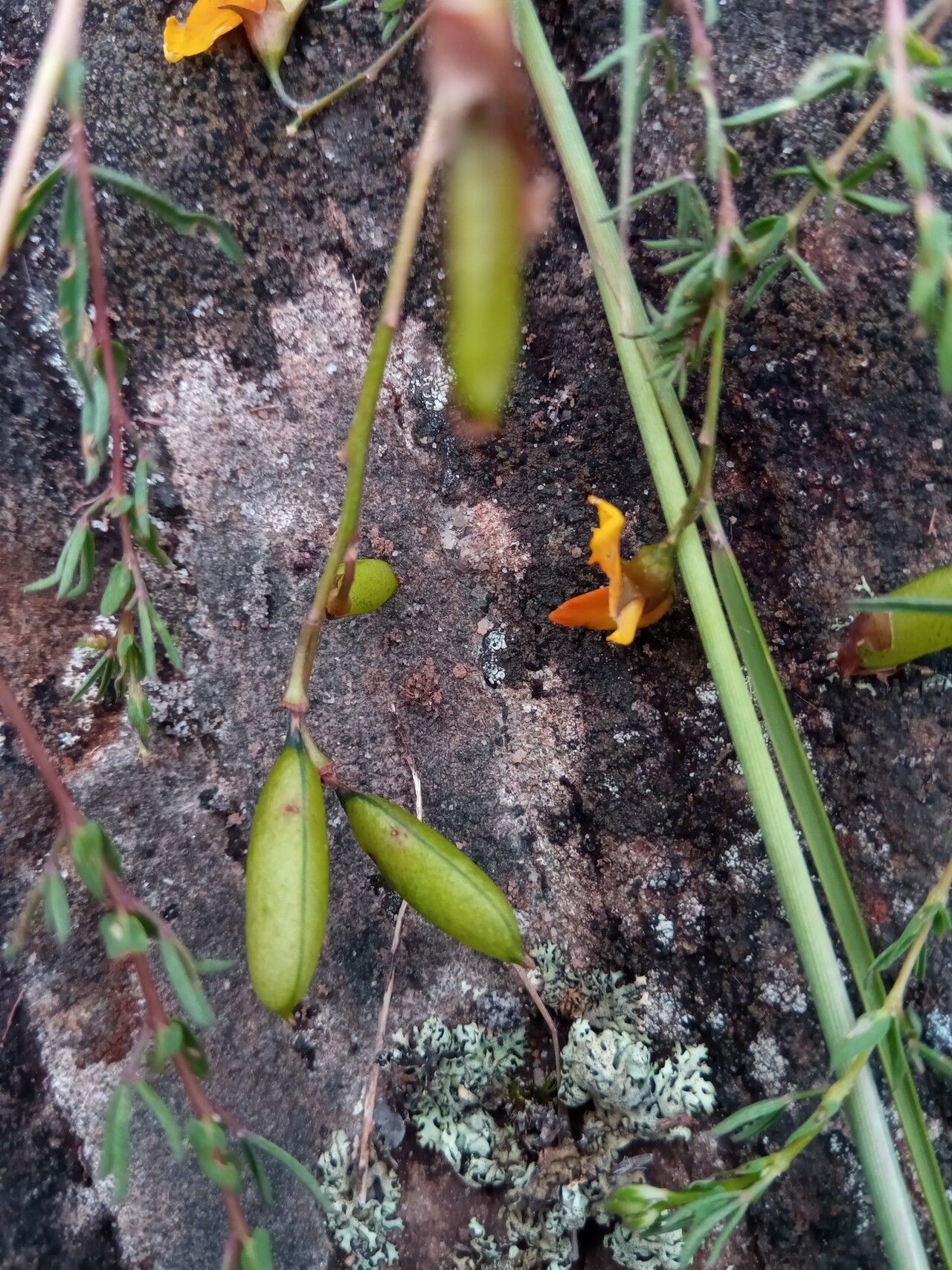Crotalaria xanthoclada flower