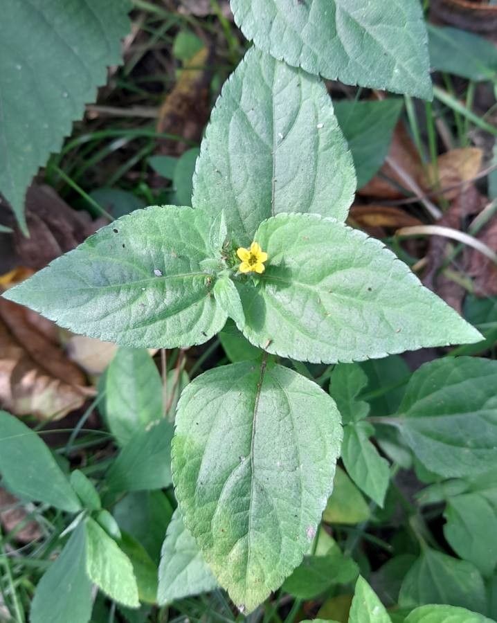 Calyptocarpus biaristatus — related species from the same genus