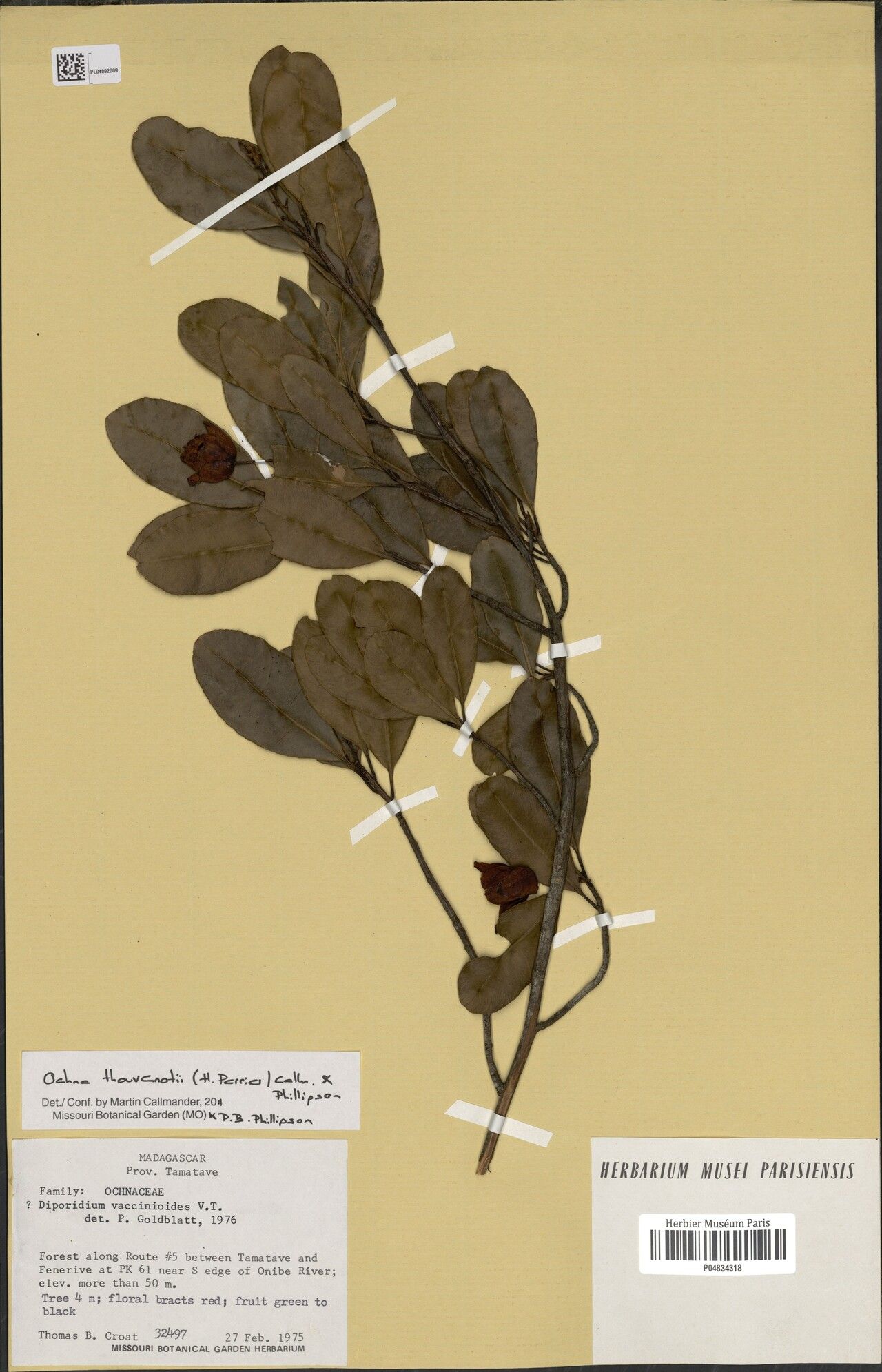 Ochna thouvenotii — houseplant care guide