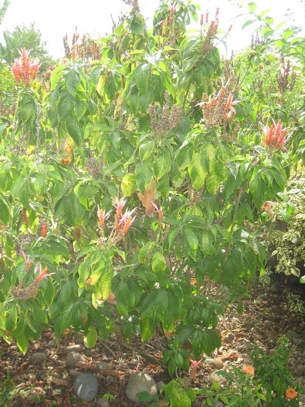 Aphelandra sinclairiana habit