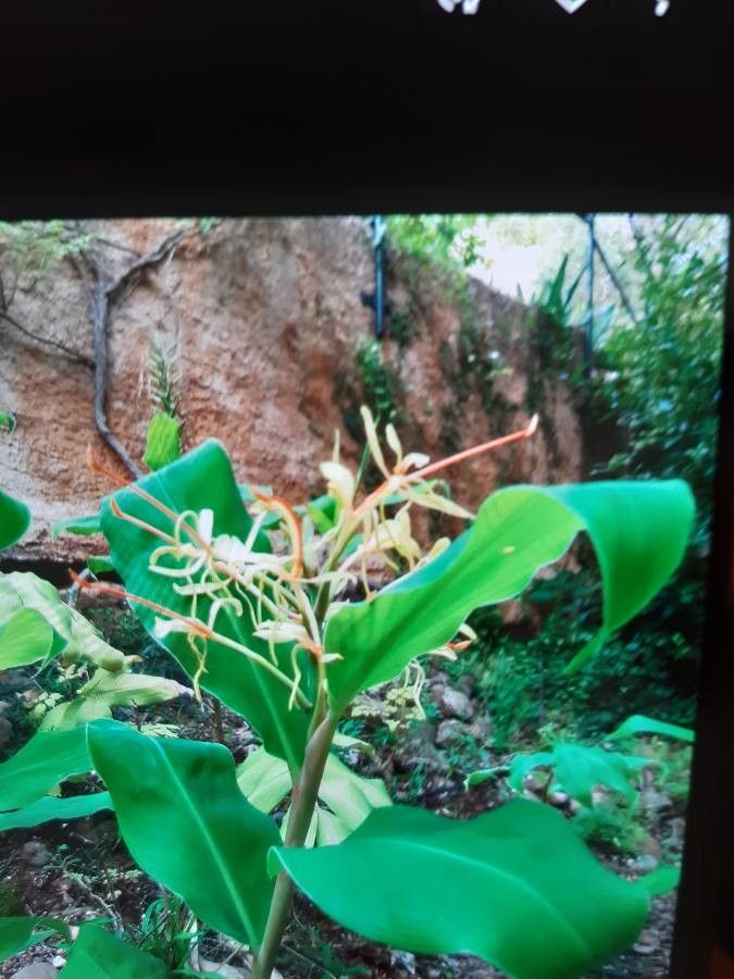 Hedychium thyrsiforme flower