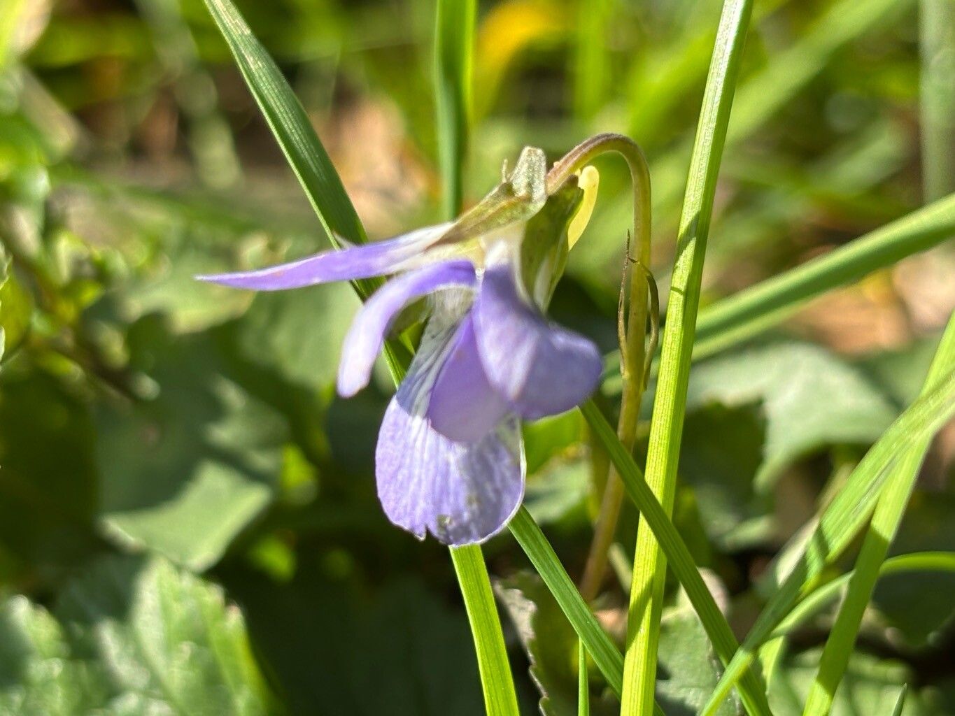 Viola sieheana — houseplant care guide