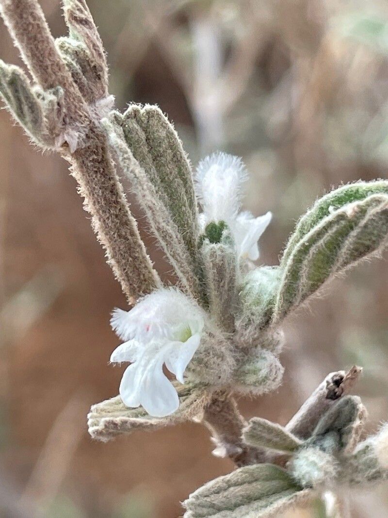 Leucas tomentosa flower