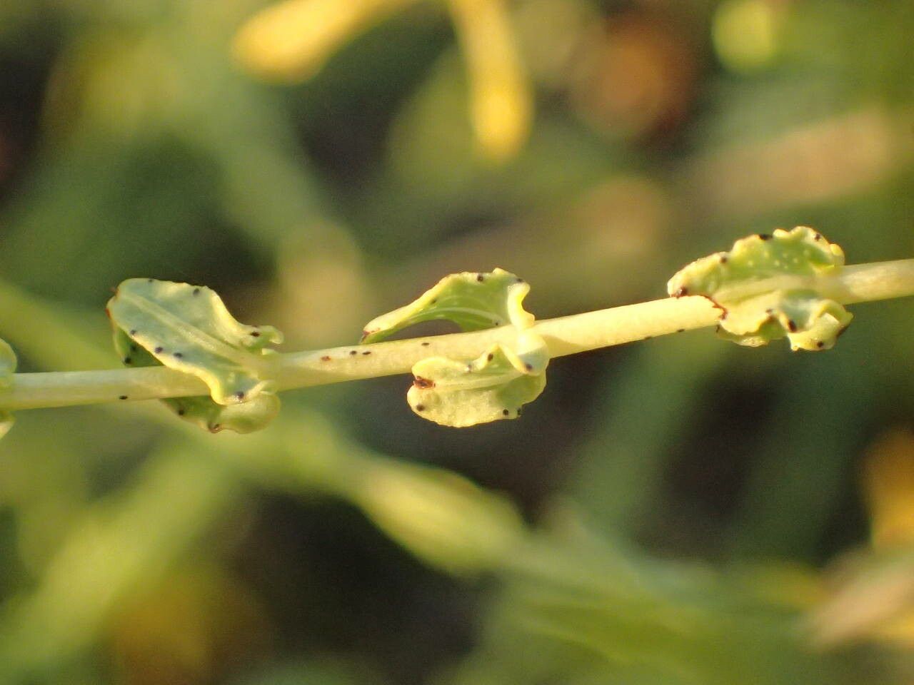 Hypericum triquetrifolium — search result for 'Hypericum'
