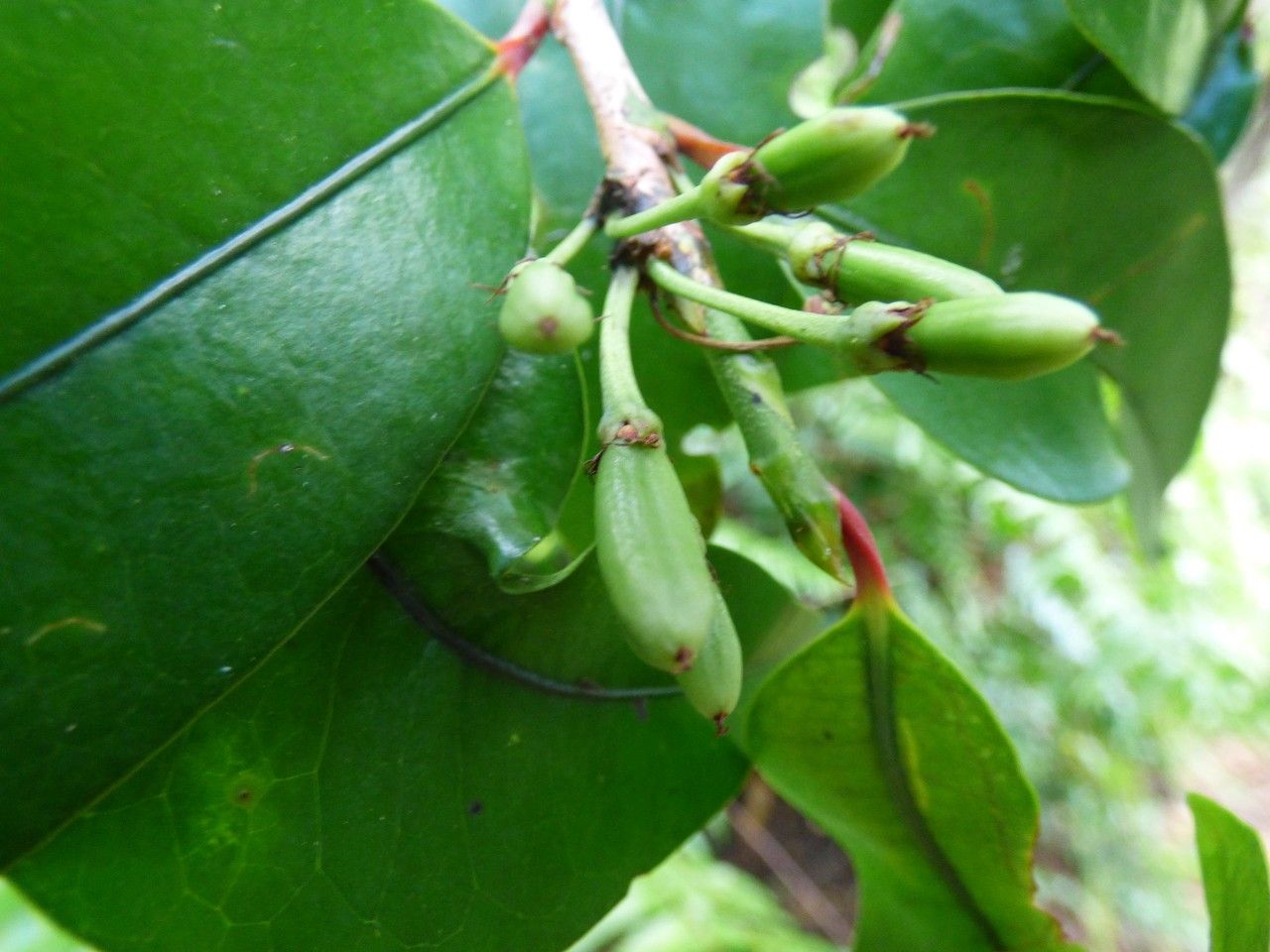 Erythroxylum laurifolium fruit