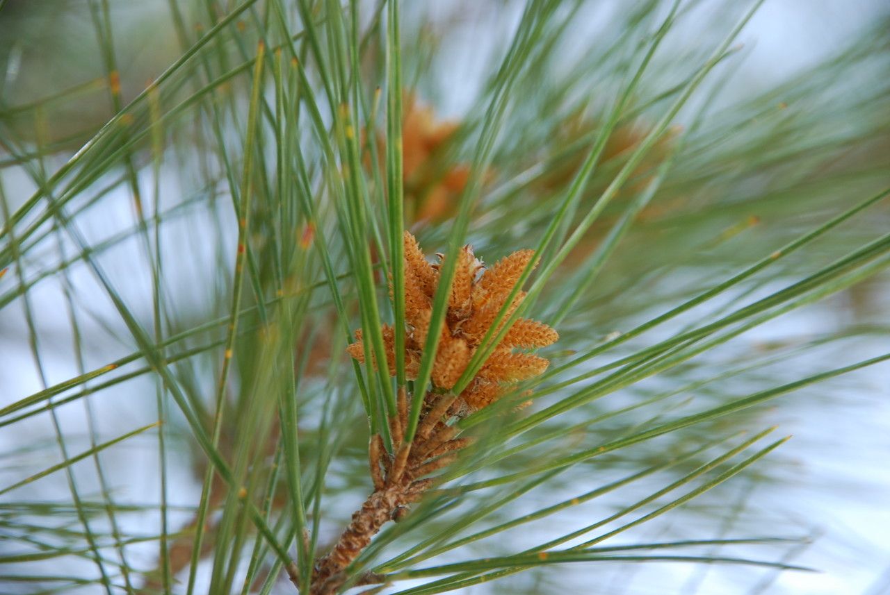 Pinus brutia flower