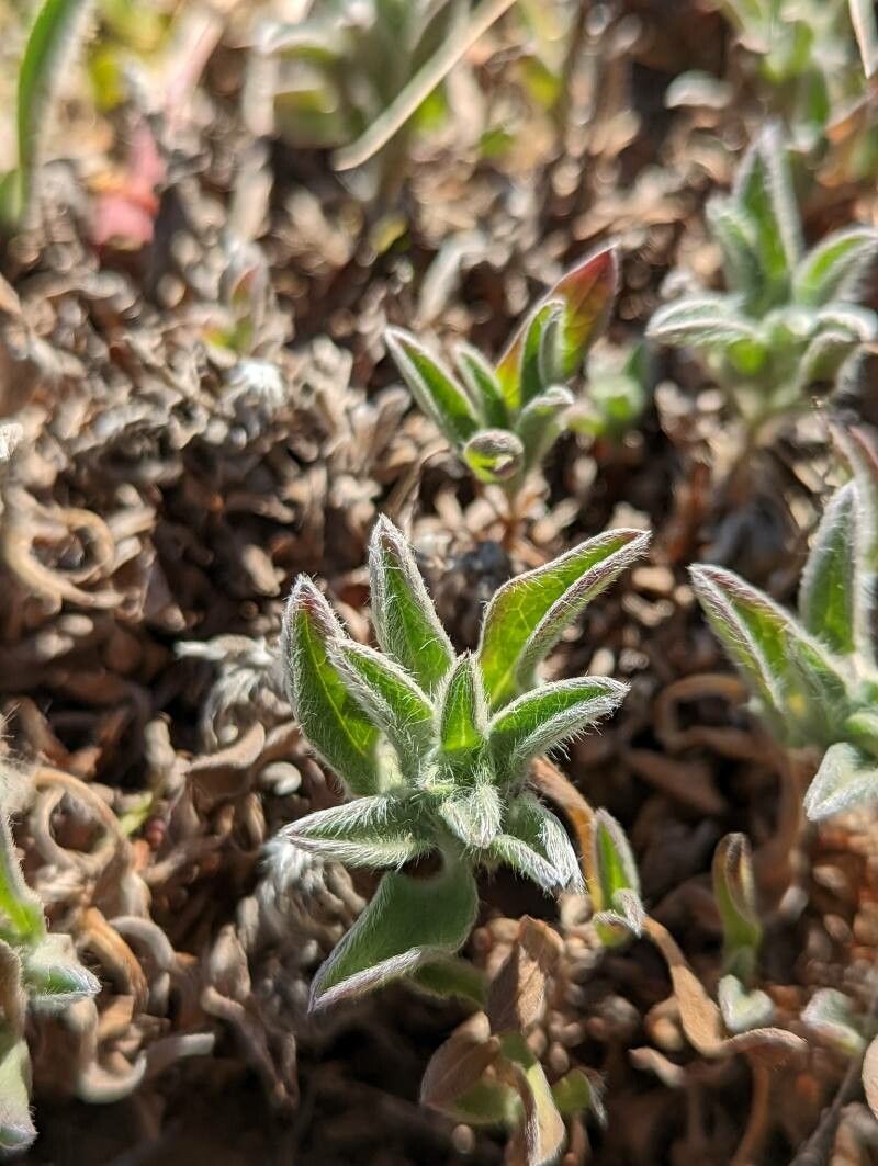 Heterotheca villosa leaf