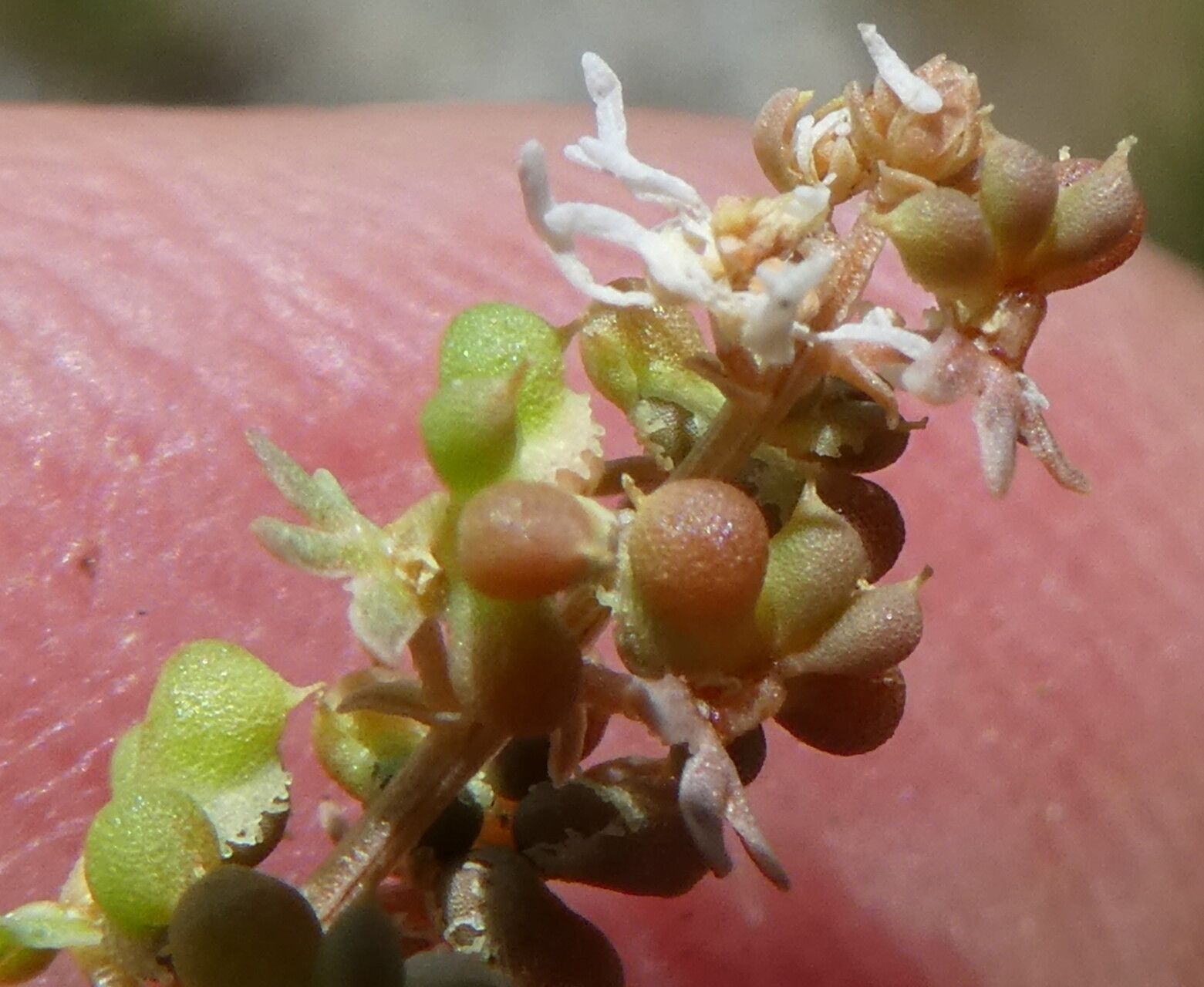 Sesamoides interrupta fruit