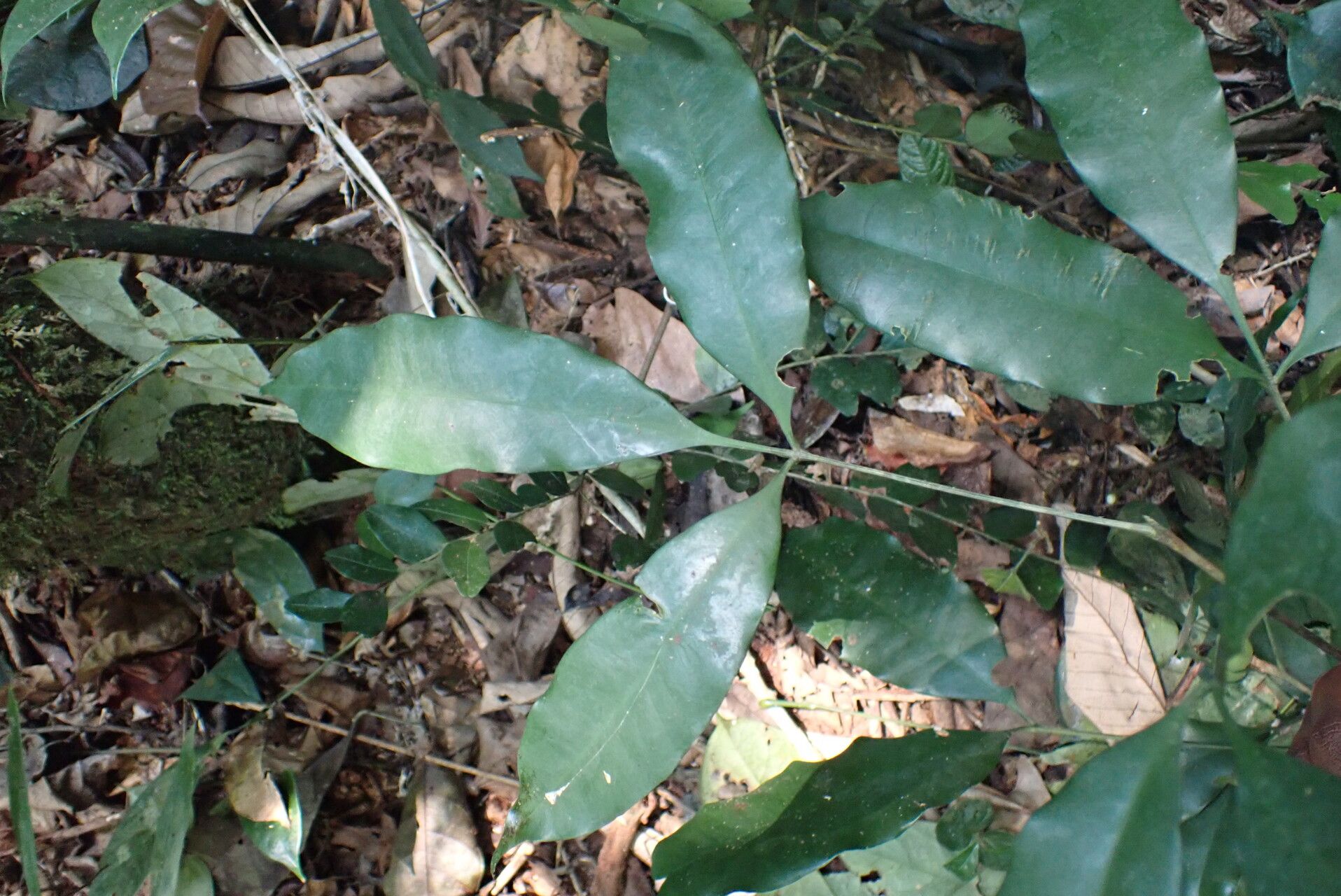 Vepris glaberrima — search result for 'Vepris'