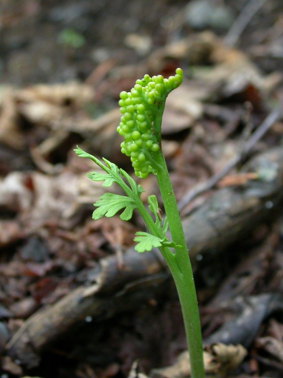 Botrychium matricariifolium habit