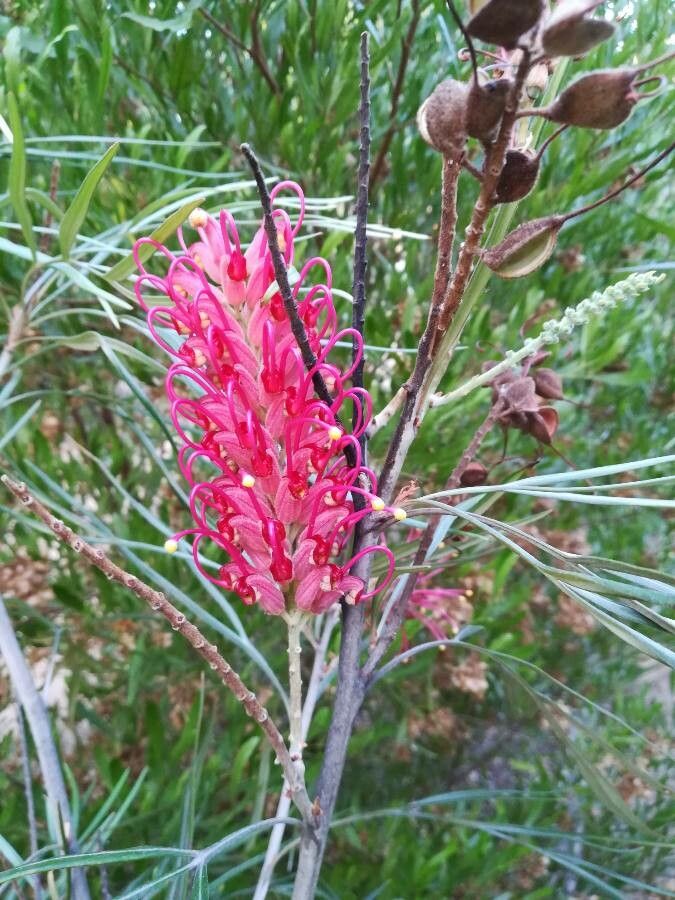Grevillea banksii flower