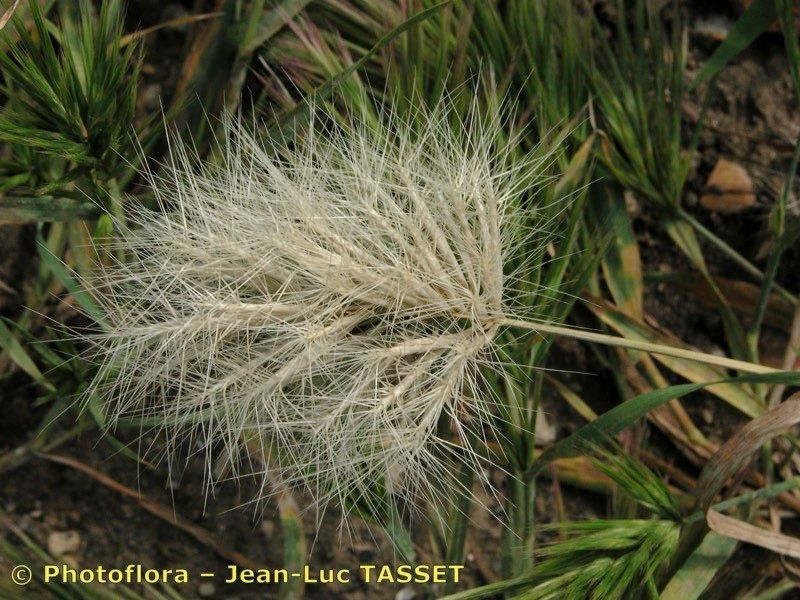 Bromus pumilio — search result for 'Bromus'