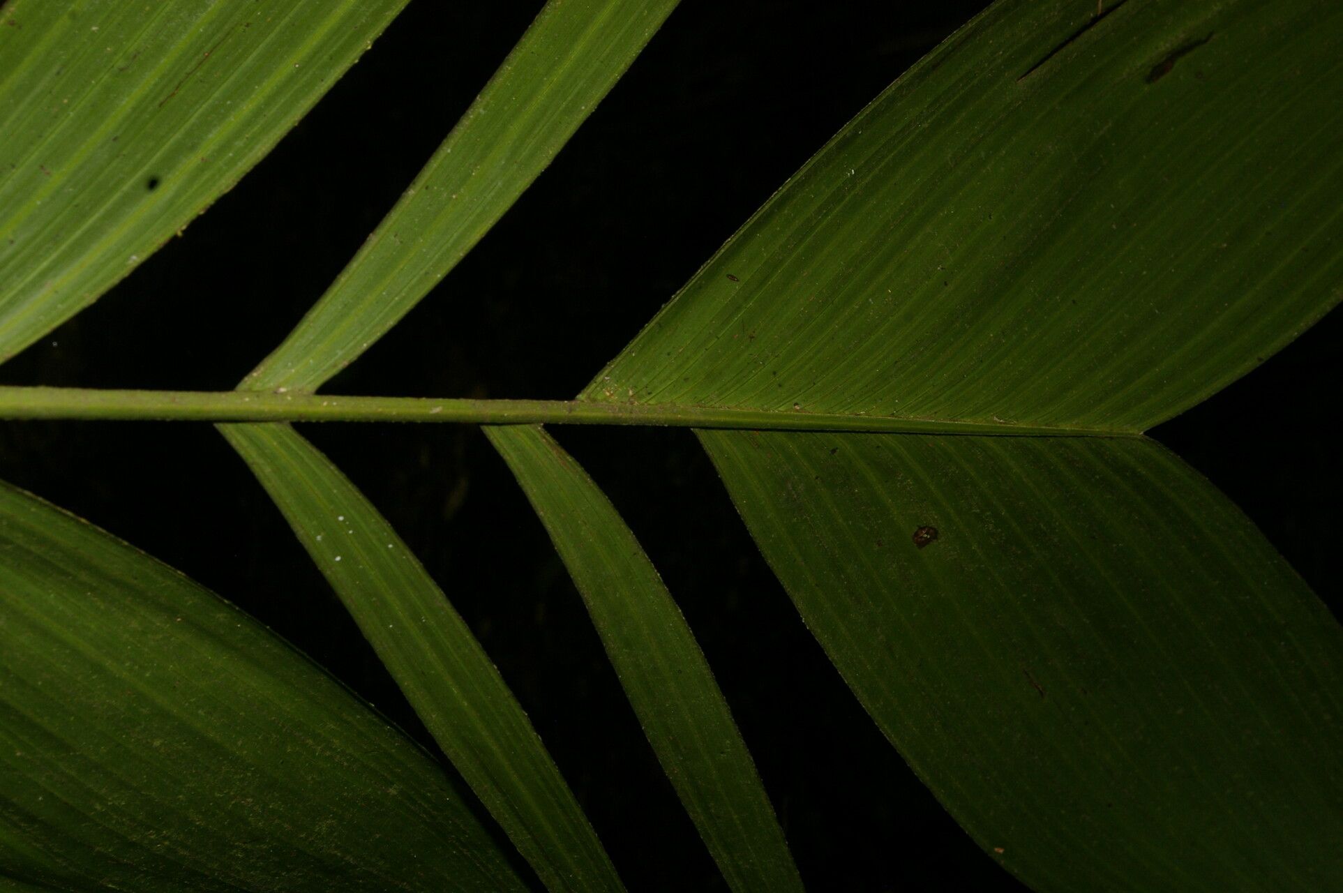 Synechanthus warscewiczianus — related species from the same genus