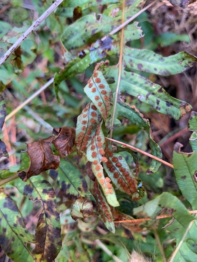 Woodwardia areolata fruit