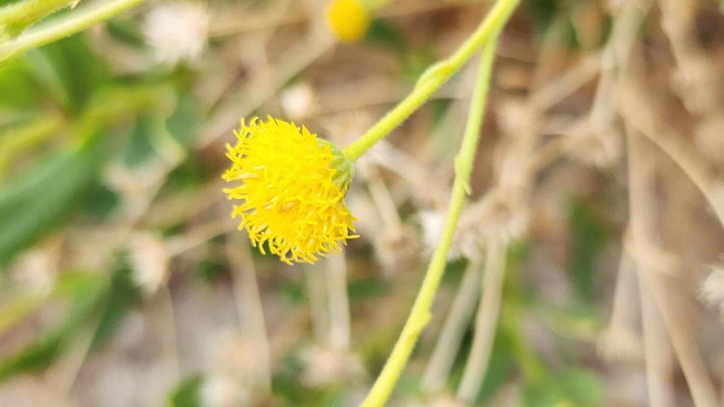 Pulicaria mucronifolia flower