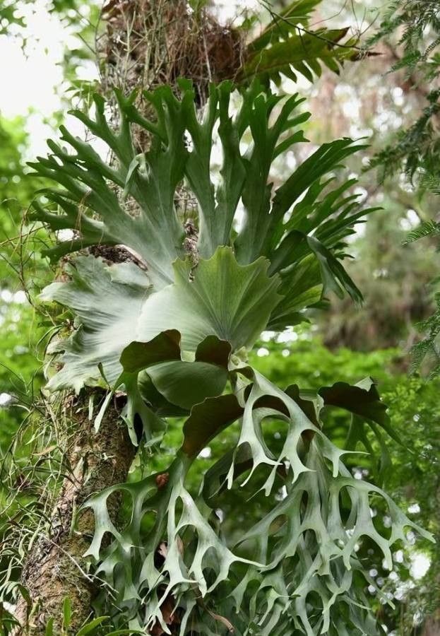 Platycerium wallichii leaf