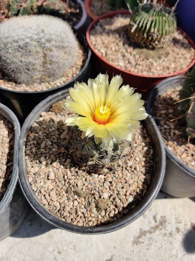 Coryphantha cornifera flower