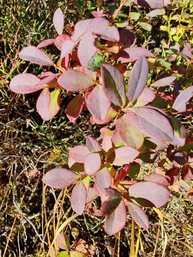 Vaccinium uliginosum leaf