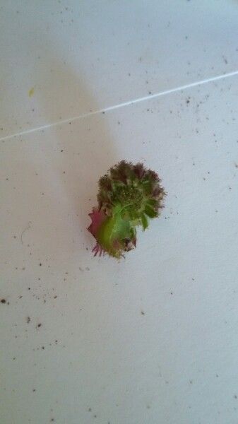 Calendula stellata fruit