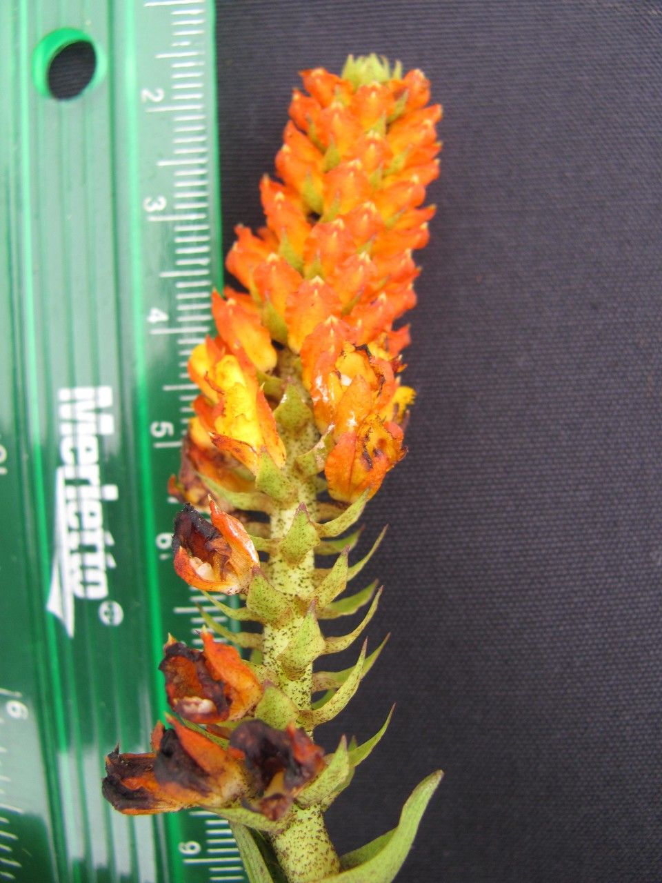 Elleanthus hymenophorus other