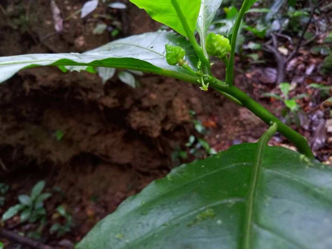 Solanum anceps — houseplant care guide