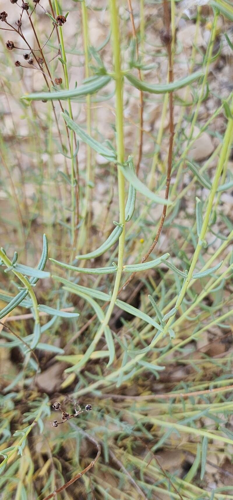 Hypericum helianthemoides — houseplant care guide