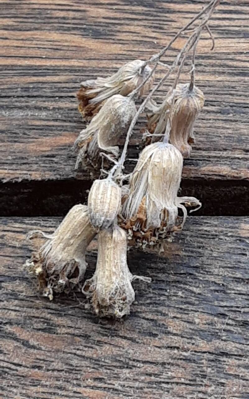 Baculellum articulatum fruit