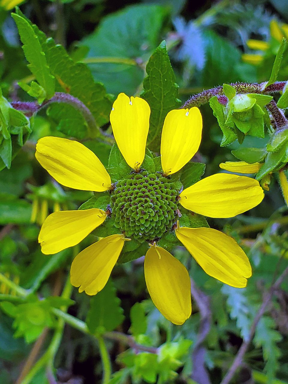 Berlandiera pumila flower