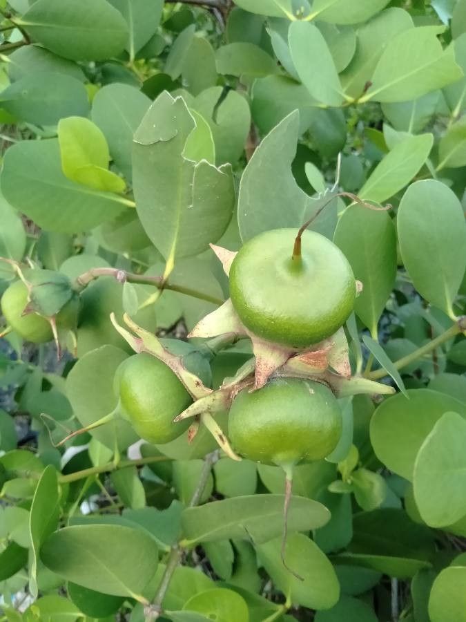 Sonneratia caseolaris fruit