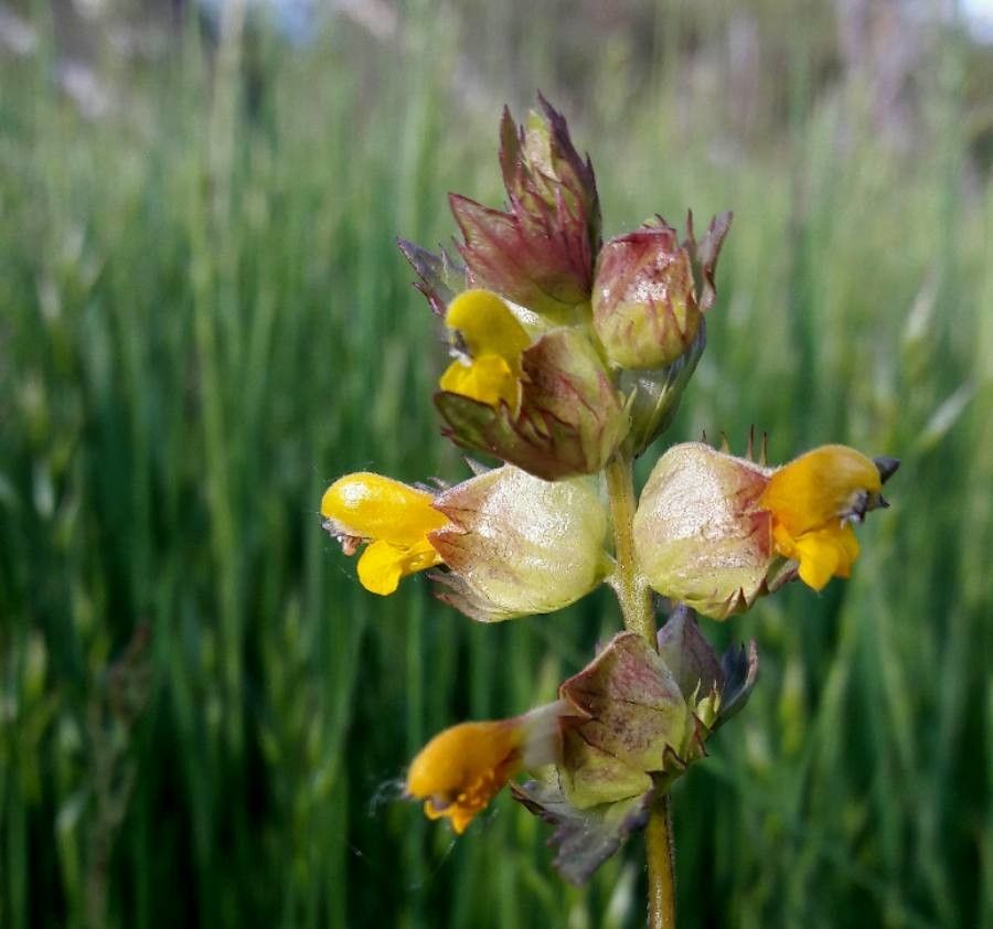 Rhinanthus minor flower