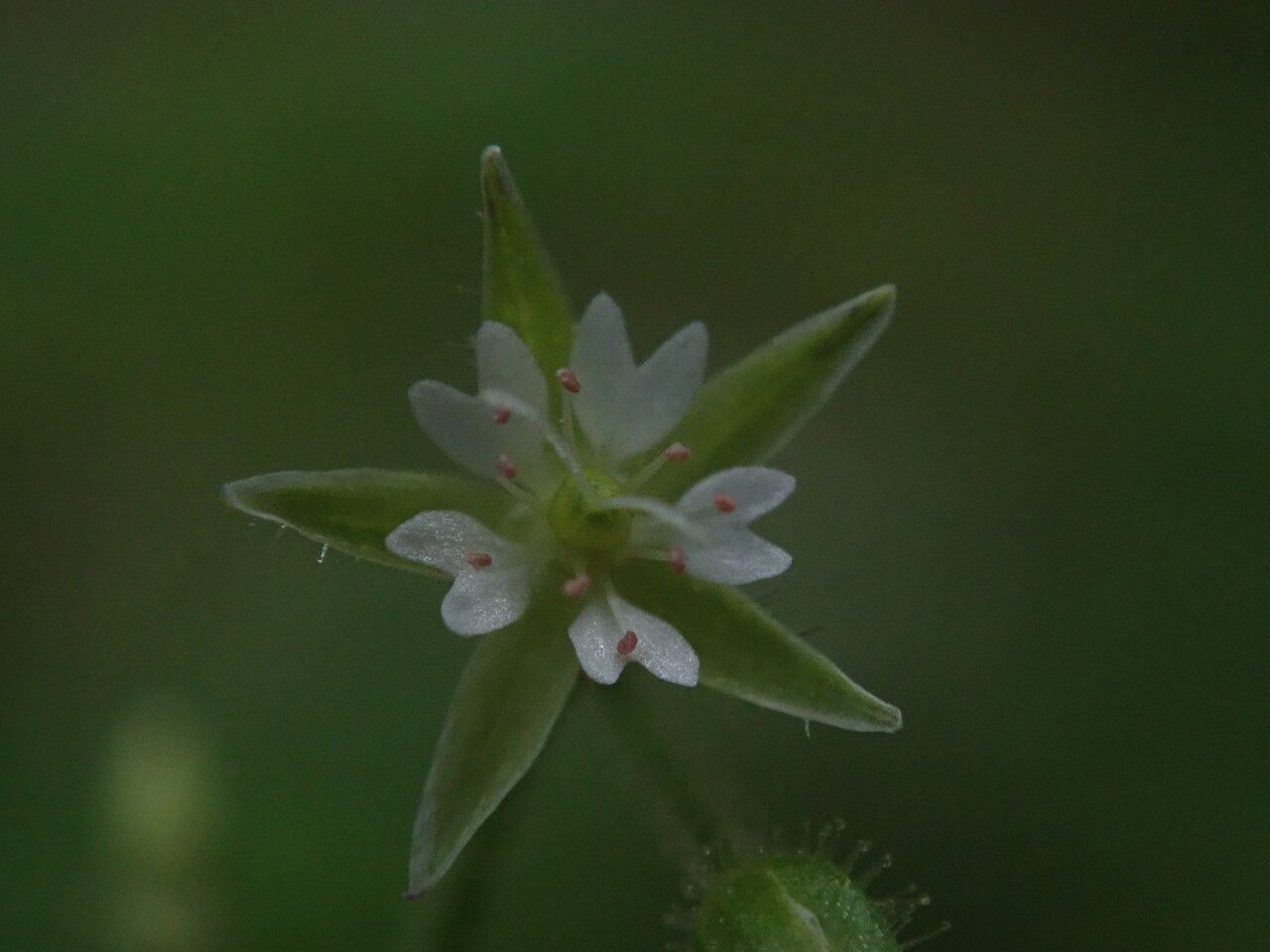 Stellaria williamsiana flower