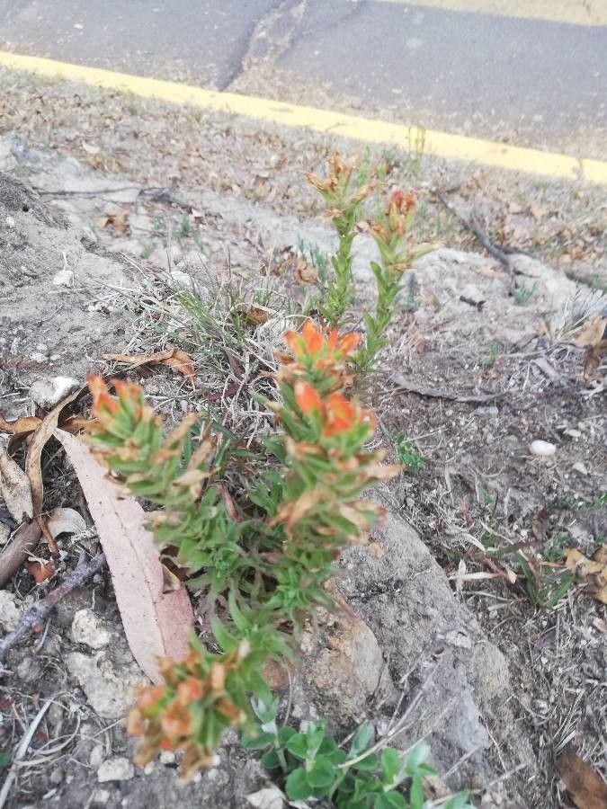 Castilleja patriotica — search result for 'Castilleja'