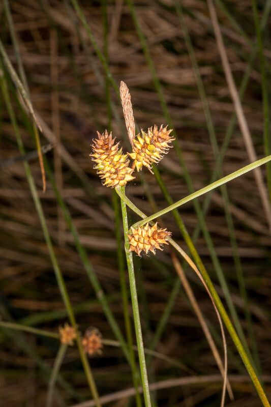 Carex extensa fruit