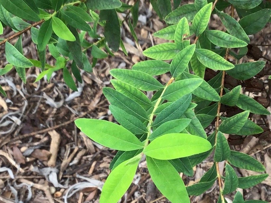 Hypericum canariense leaf