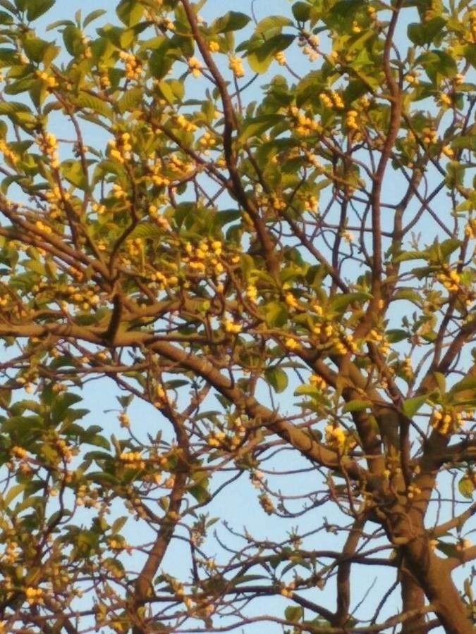 Artocarpus lacucha bark