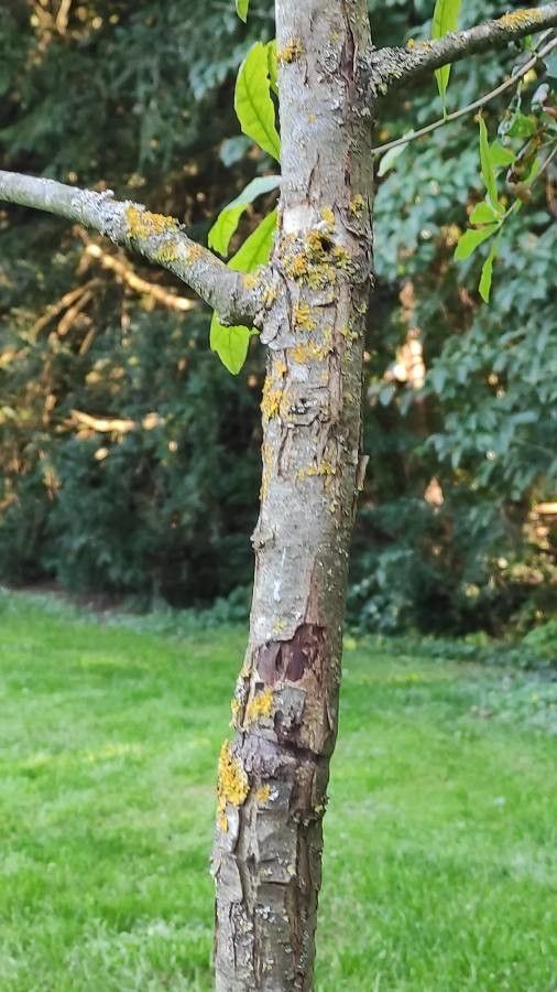 Quercus sinuata bark