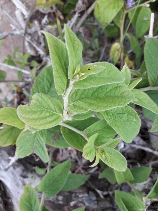 Vernonia arborescens leaf