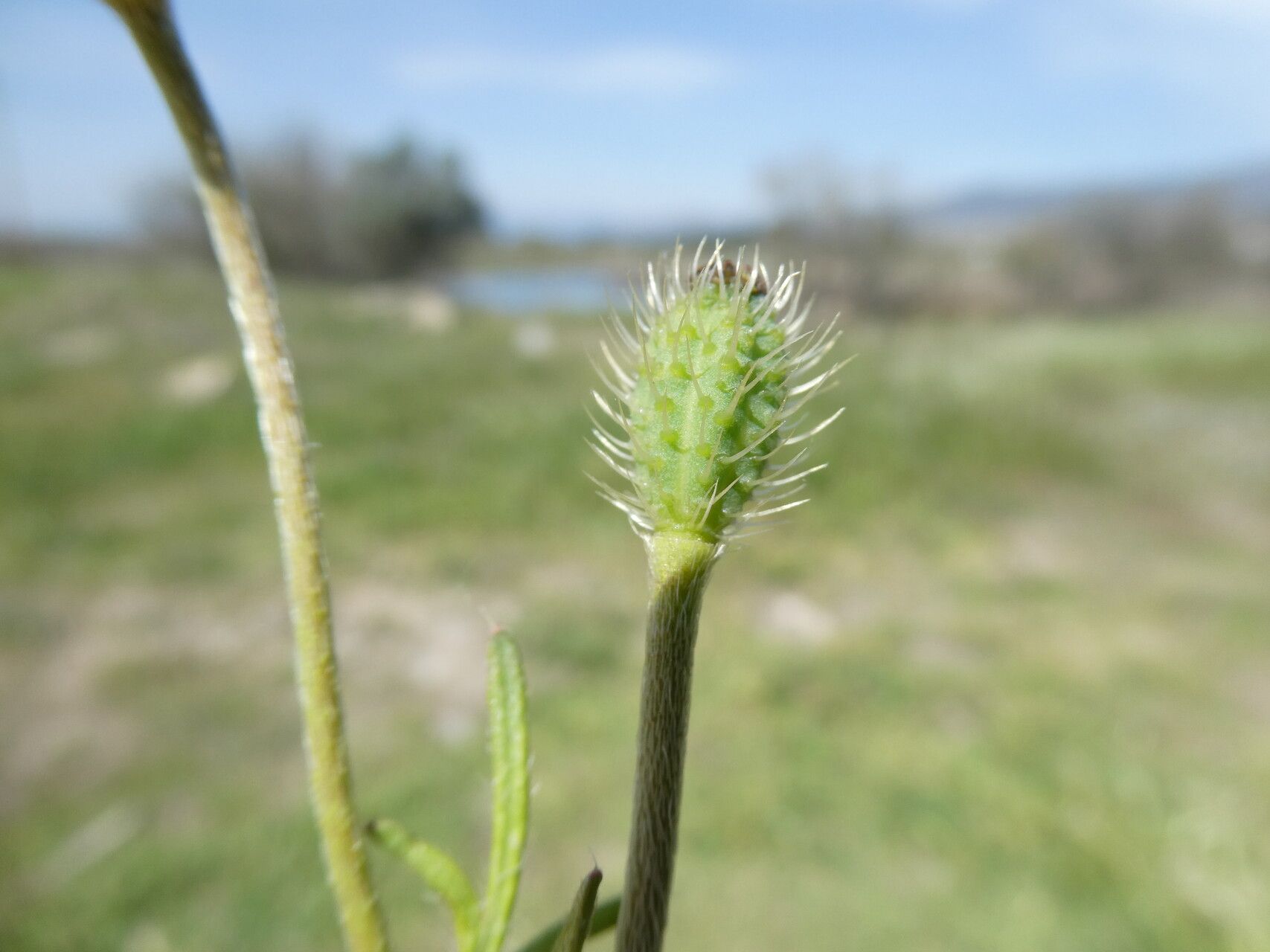 Papaver hybridum fruit