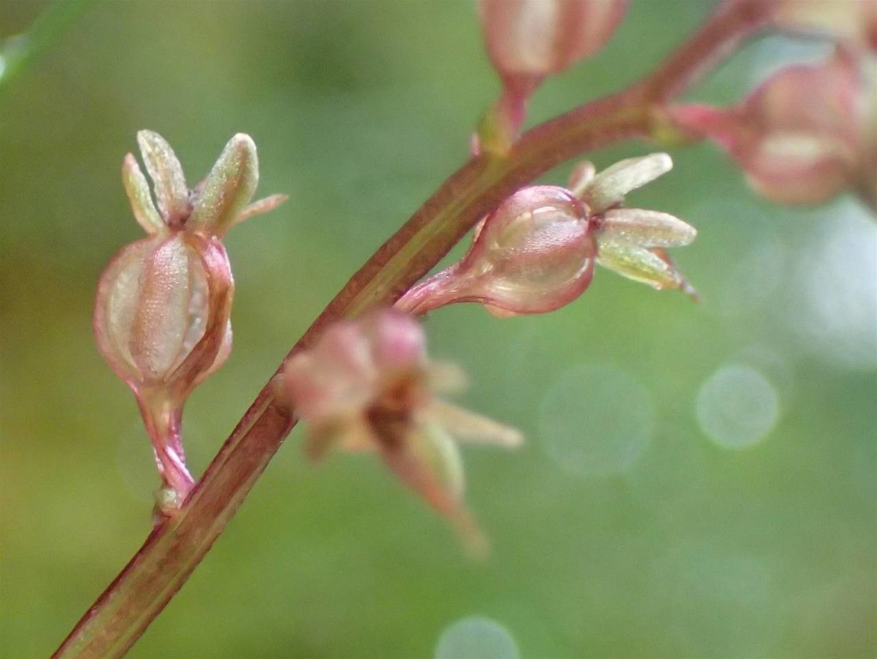 Neottia cordata fruit