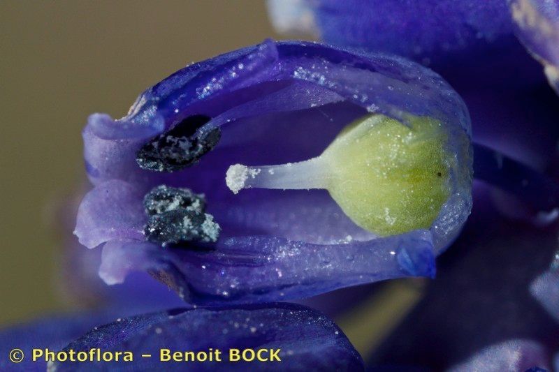 Muscari motelayi flower