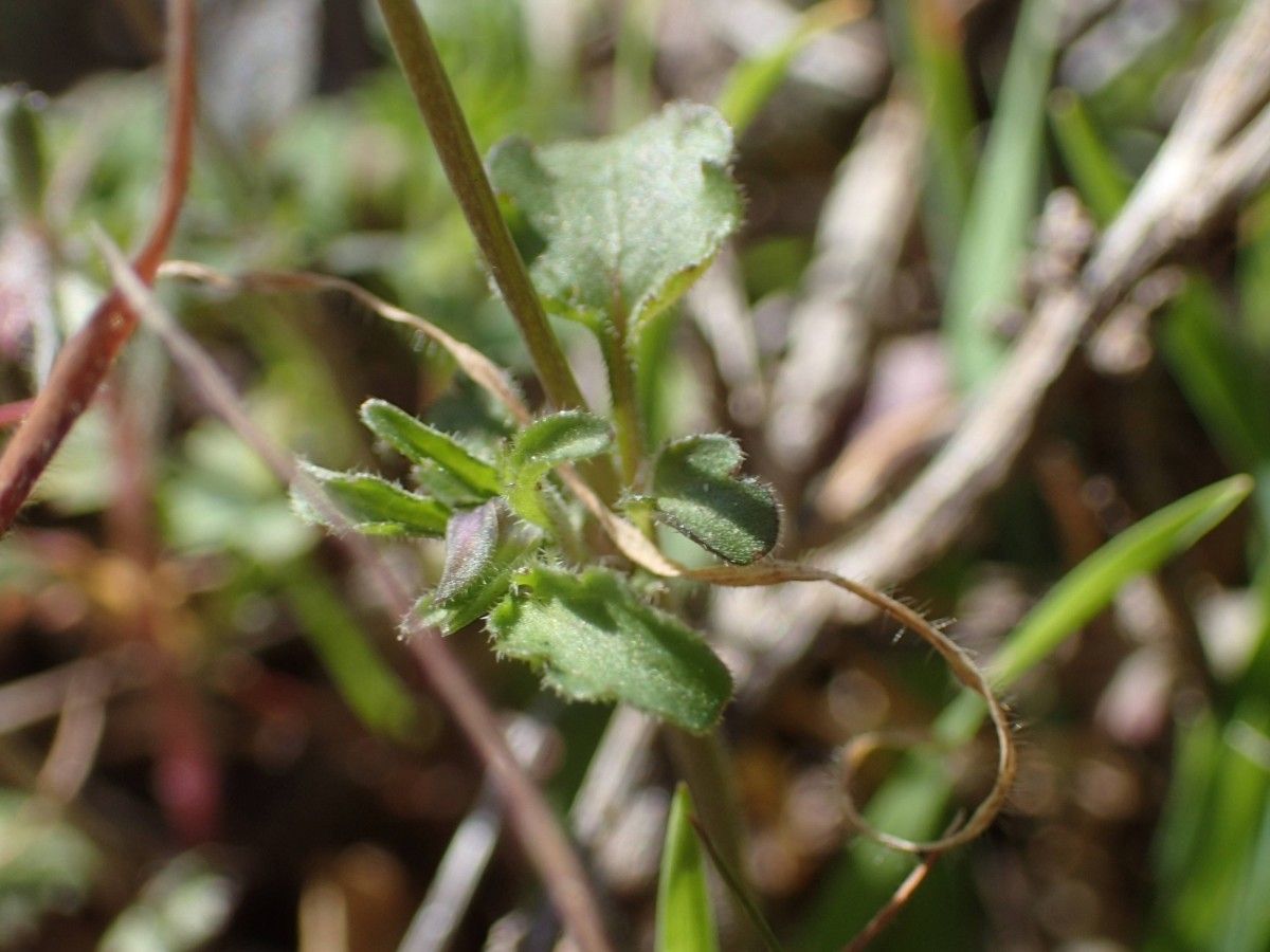 Viola roccabrunensis leaf