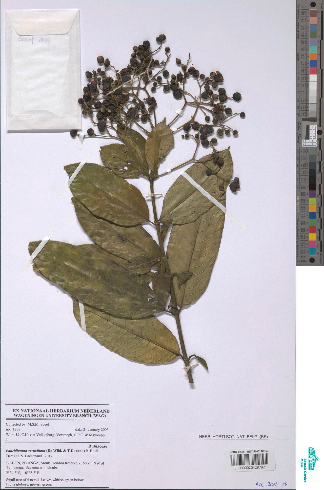 Pauridiantha verticillata — houseplant care guide